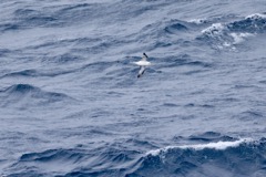 Malemuk