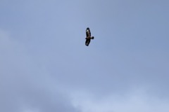 Musvåge