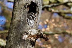 Natugle
