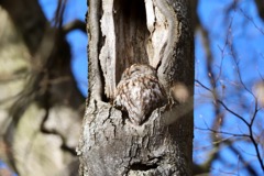 Natugle