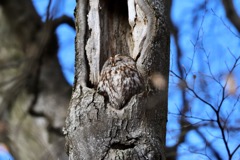 Natugle