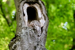 Natugle