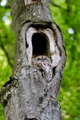Natugle