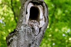 Natugle