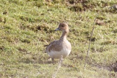 Pibeand