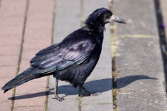 Råge