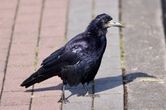 Råge