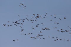 Bramgæs