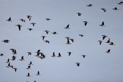 Bramgæs