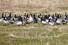 Bramgæs