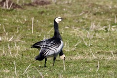 Bramgæs