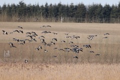 Bramgæs