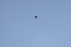 Sanglærke, Lark ascending