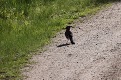 Skovskade