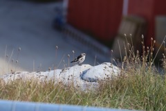 Snespurv