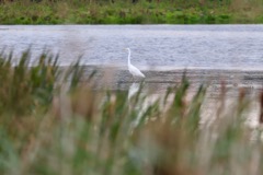Sølvhejre