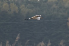 Sølvhejre