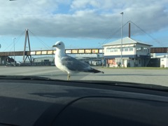 Sølvmåge