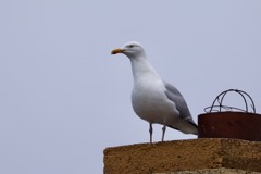 Sølvmåge