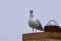 Sølvmåge