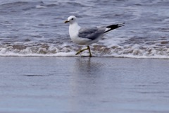 Sølvmåge
