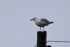 Sølvmåge