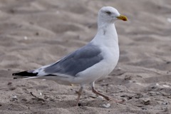 Sølvmåge