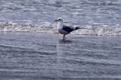 Søølvmåge
