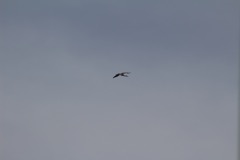 Stork