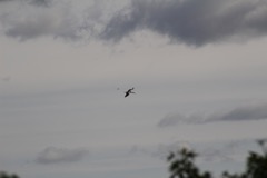 Stork