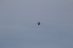 Stork