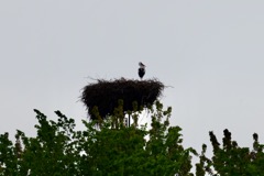 Stork