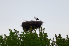 Stork