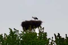Stork