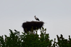 Stork