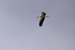 Stork