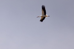 Stork