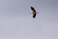 Stork
