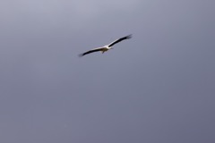 Stork