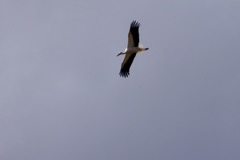 Stork