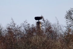 Stork