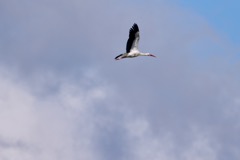 Stork