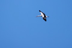 Stork