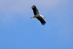 Stork