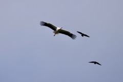 Stork