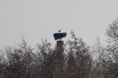 Stork Gundsølille