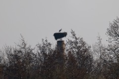 Stork Gundsølille