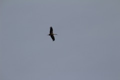 Stork i Spanien