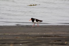 Strandskade