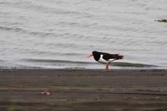 Strandskade